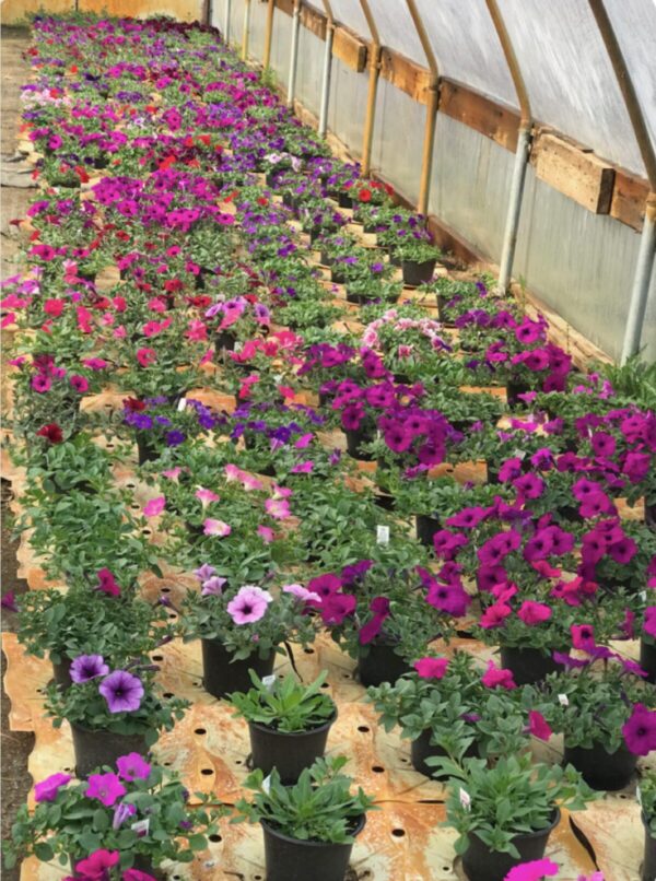 3 pack of 5" Wave Petunias